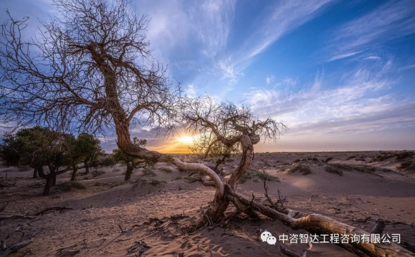 金塔胡楊林.webp.jpg 金塔胡楊林.webp.jpg